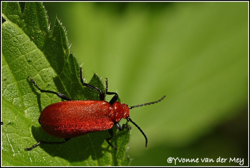 06-blad-met-roodkopvuurkever-copyright-yvonnevandermey