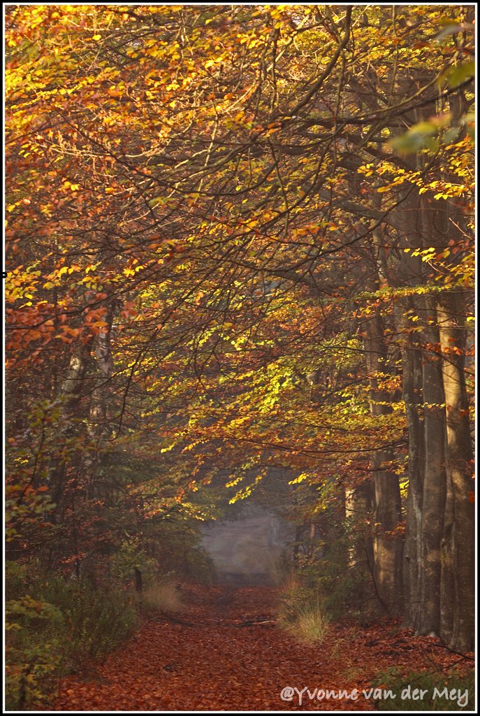 herfst-in-de-leuvenumse-bossen-copyright-yvonnevandermey