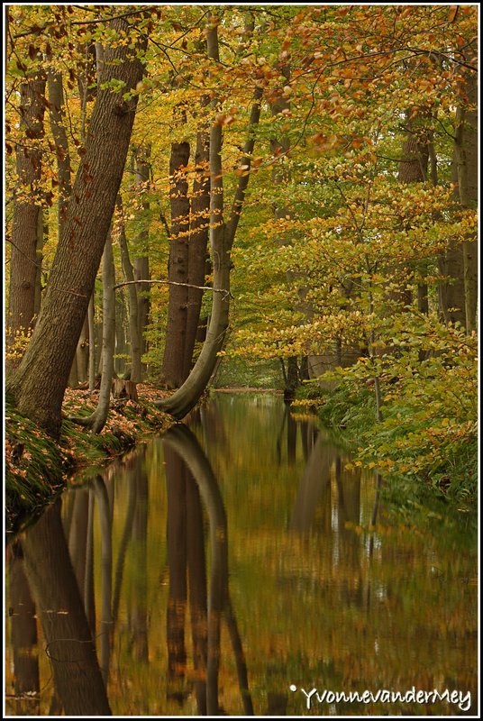 herfst-op-oldenaller-copyright-yvonnevandermey