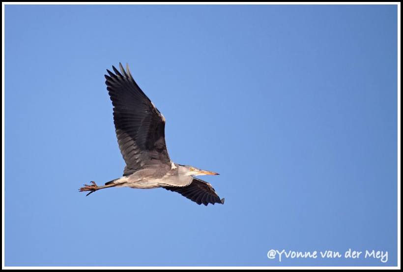 reiger-in-vlucht-copyright-yvonnevandermey