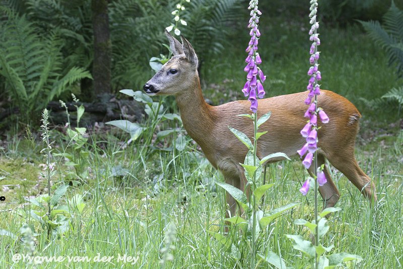 roedeer-in-late-summer-copyright-yvonnevandermey