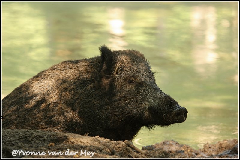 wild-zwijn-aan-het-water-copyright-yvonnevandermey