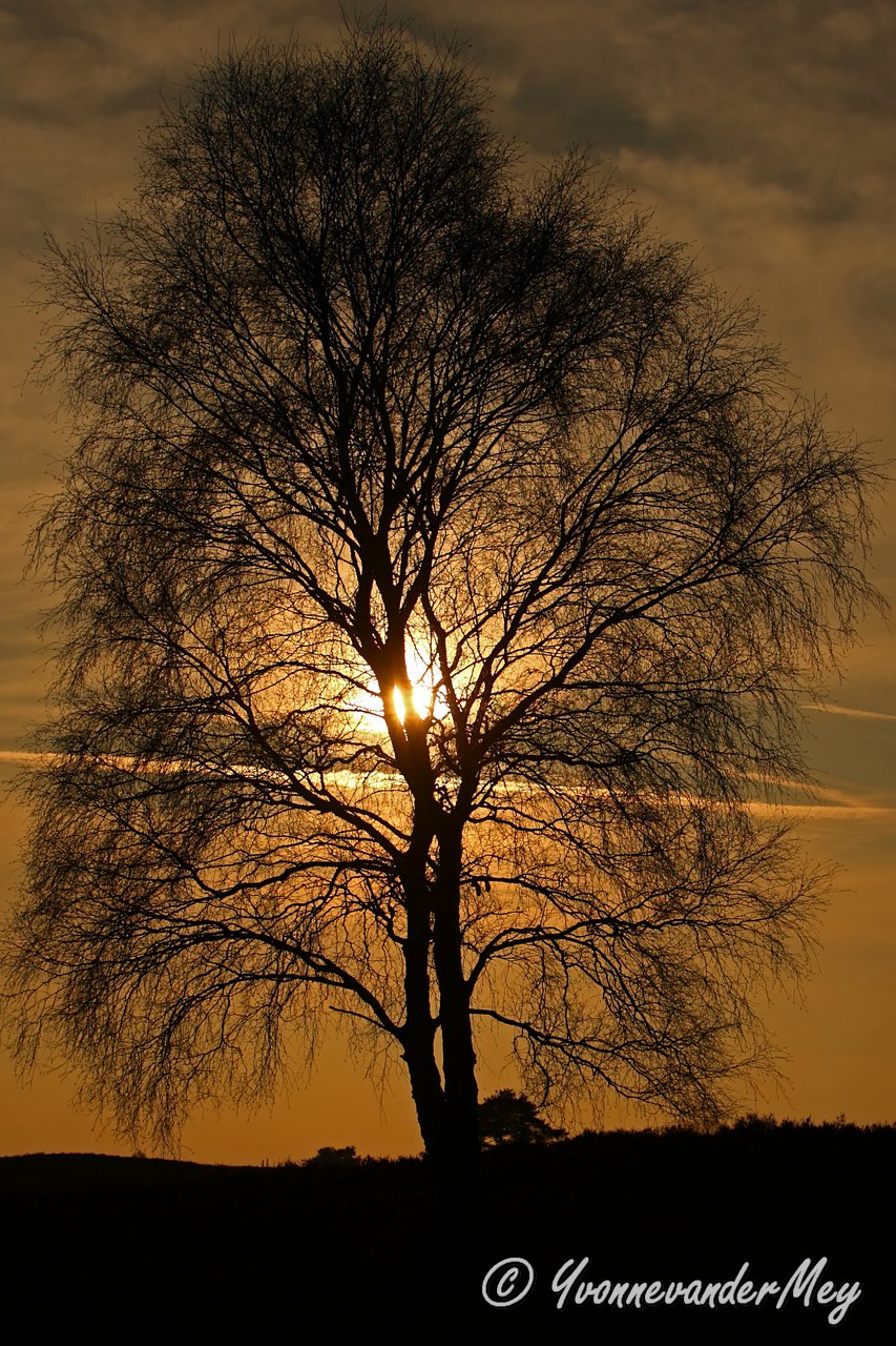 winterse-berk-op-de-heide-copyright-yvonnevandermey