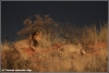 jonge leeuw wordt weggejaagd / young lion being chased away (Copyright Yvonne van der Mey)