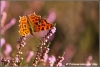 Gehakkelde aurelia / Comma (copyright Yvonne van der Mey)