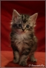 Kitten5-Dille-copyright-YvonnevanderMey-1