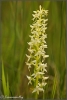 Welriekende-Orchis-copyright-YvonnevanderMey